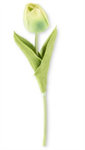 Stem - Tulip 10.5^, Green