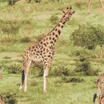 Fabri-Quilt - Born Free - Giraffes, Green
