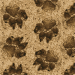 Studio E - On The Wild Side - Leopard Paw Prints, Brown