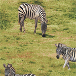 Fabri-Quilt - Born Free - Zebras