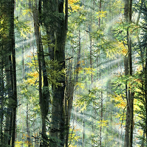 3 Wishes - Nature Walk - Sunlight In The Forest, Multi
