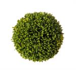 Ball - Sedum Ball, Small