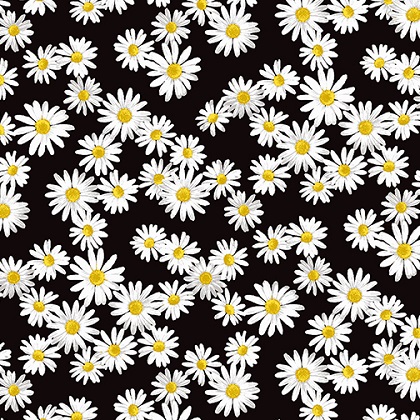 Benartex Kanvas - 108' Daisy Dance - Black