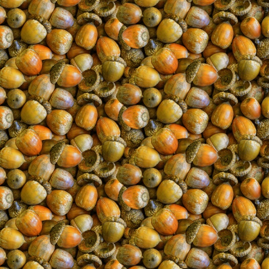 Blank Quilting - Natural Treasures II - Acorns, Brown