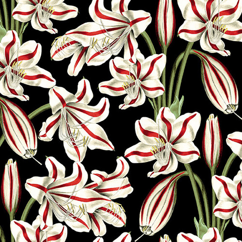 Blank Quilting - Yuletide Botanica - Amaryllis, Black