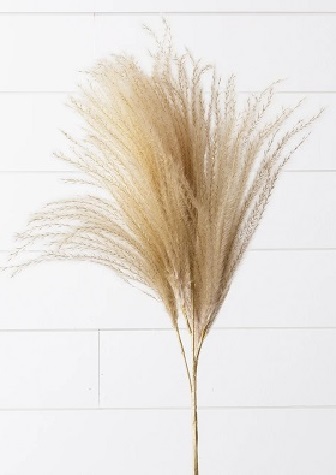 Bush - Dried Pampas Grass 40', Cream