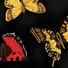 Clothworks - Poppy Poetry - Butterflies, Black