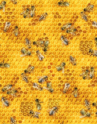 Elizabeth Studio - Bees & Flowers - Honeycomb, Honey