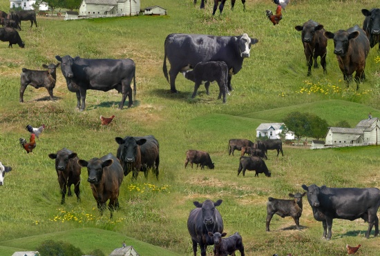 Elizabeth Studio - Farm Animals - Black Cattle, Green