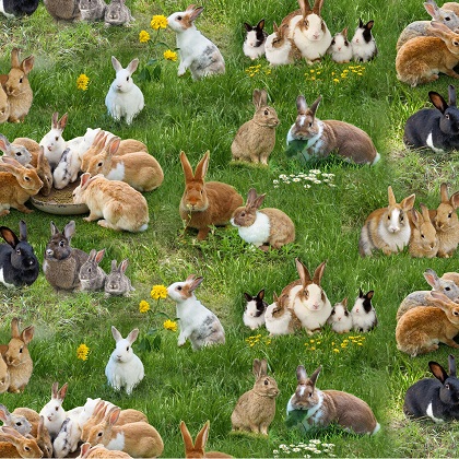 Elizabeth Studio - Farm Animals - Bunnies, Green