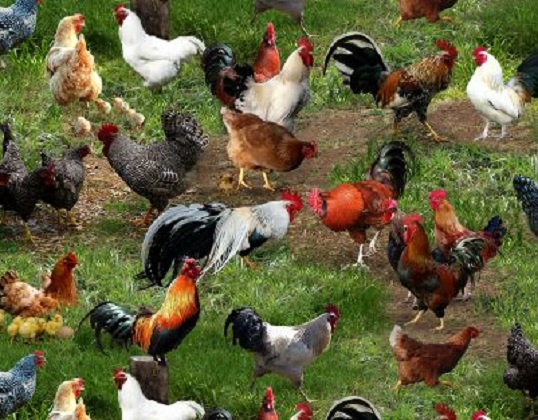 Elizabeth Studio - Farm Animals - Chickens & Roosters, Green