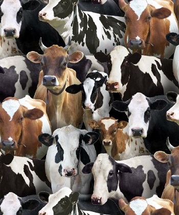 Elizabeth Studio - Farm Animals - Cows Allover, Black