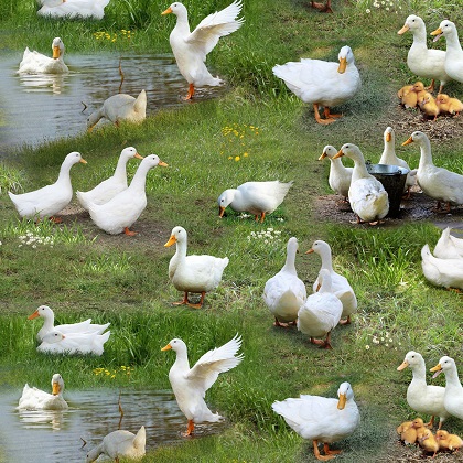 Elizabeth Studio - Farm Animals - Ducks, Green