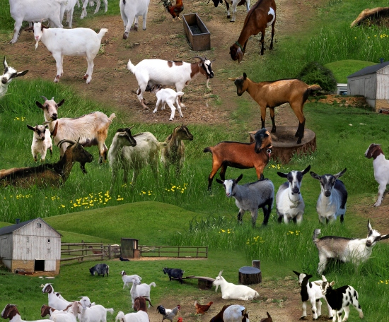 Elizabeth Studio - Farm Animals - Goats on Grass, Green