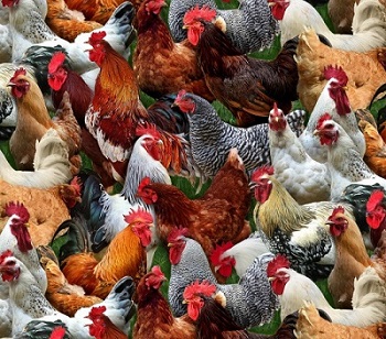 Elizabeth Studio - Farm Animals - Packed Chickens, Multi