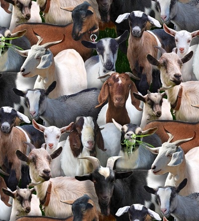 Elizabeth Studio - Farm Animals - Packed Goats, Black