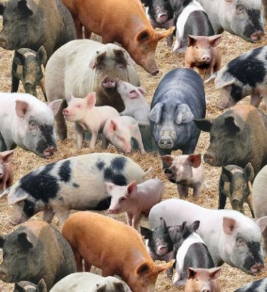 Elizabeth Studio - Farm Animals - Pigs, Brown