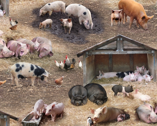Elizabeth Studio - Farm Animals - Pigs in a Sty, Multi