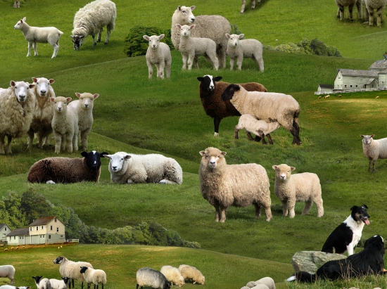 Elizabeth Studio - Farm Animals - Sheep on Grass, Green