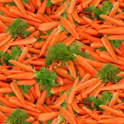 Elizabeth Studio - Food Festival - Carrots, Orange