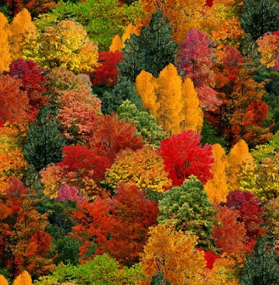 Elizabeth Studio - Landscape Medley - Autumn Trees, Multi