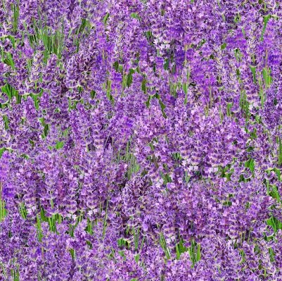 Elizabeth Studio - Landscape Medley - Lavender Flowers, Lavender