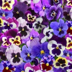 Elizabeth Studio - Lovely Pansies - Packed Pansies, Purple