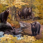 Elizabeth Studio - Ursus Americanus - Bears, Multi