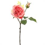 Floral - Cabbage Rose w/Bud, Coral