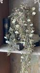 Hanging Cluster -  Julep Blooms 34^, Cream