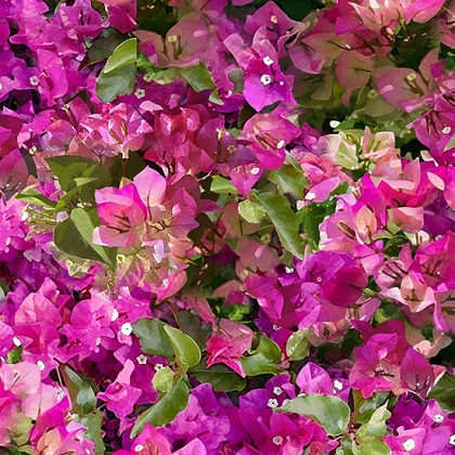 Hoffman Califorina - Mediterranean Escape - Flowers, Bougainvillea