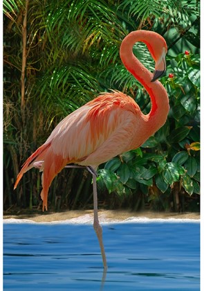 Hoffman California - Call of The Wild - 29.5' Flamingo Panel