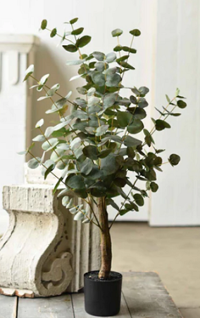 Lakeland Eucalyptus Tree 3'