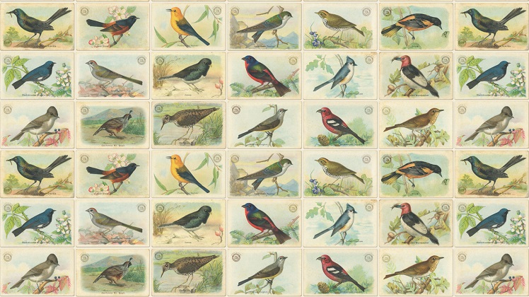 Moda - Outdoorsy - Bird Cards, Natural