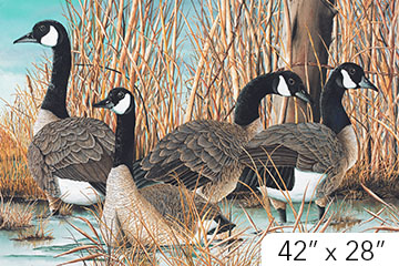 Northcott - Canada Goose - 28' Canadian Geese Panel, Multi