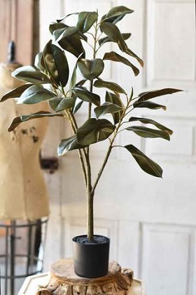 Plant - Southern Royalty Magnolia 36'