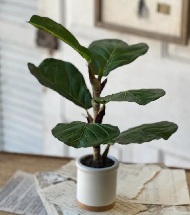 Potted - Fiddle Leaf Fig 15'