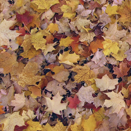 Quilting Treasures - Open Air - Leaves, Multi