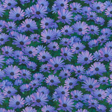 Robert Kaufman - Imaginings - Daisies, Purple