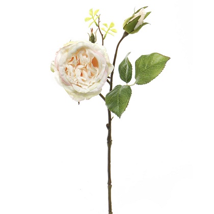 Stem - Cabbage Rose w/Bud15', Blush