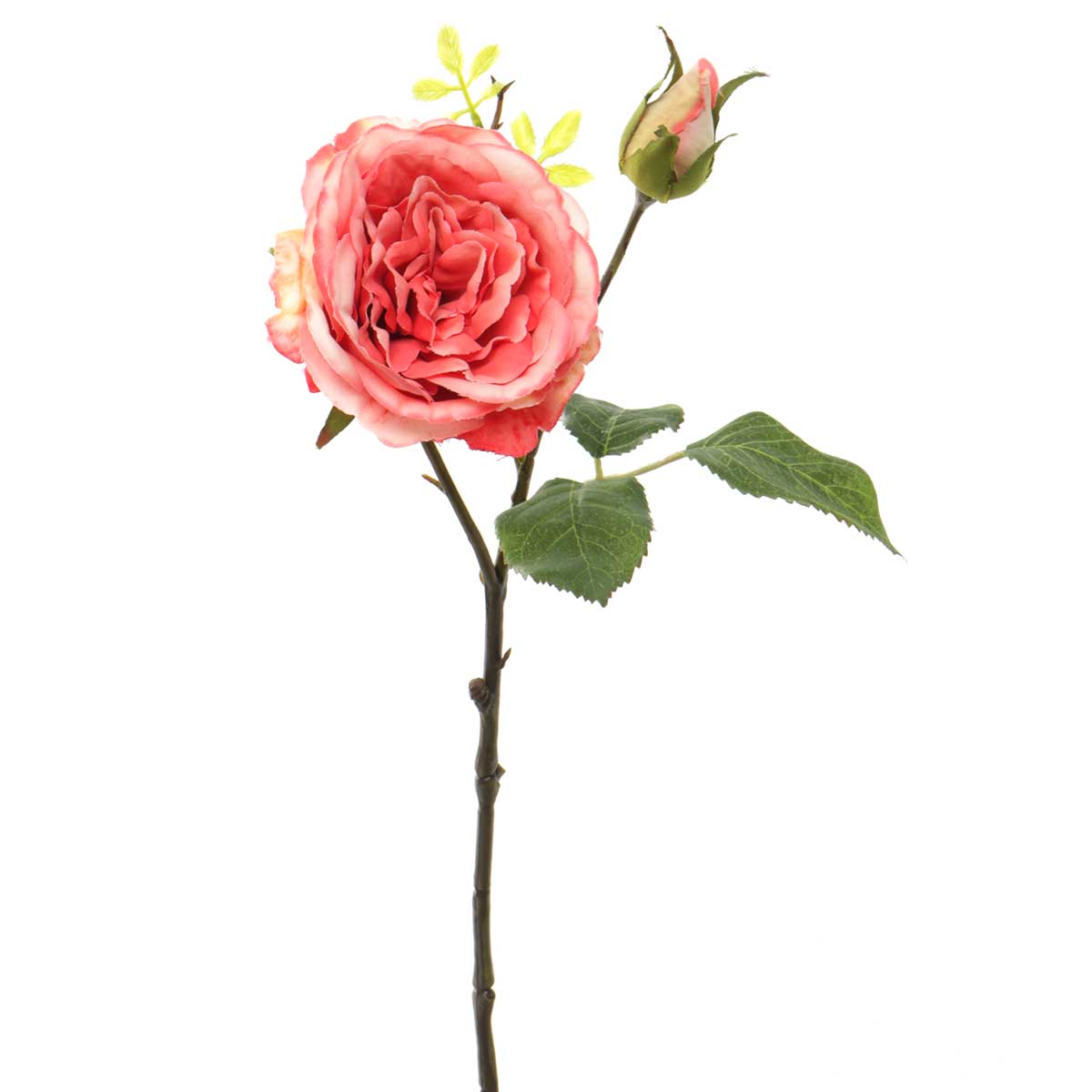 Stem - Cabbage Rose with Bud 15', Coral
