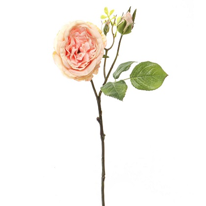 Stem - Cabbage Rose with Bud 15', Peach