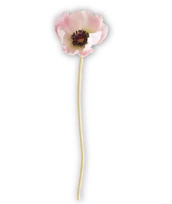 Stem - Poppy 9.5', Pink