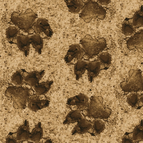 Studio E - On The Wild Side - Leopard Paw Prints, Brown