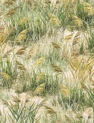 Timeless Treasures - Ocean Breeze - (Beach) - Sea Grass, Natural