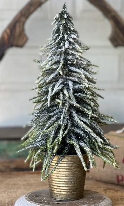 Tree - Potted Icy Aspen 20'