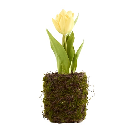 Tulip in Moss Twig Basket 10', Yellow