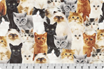 Shannon Fabrics - Cuddle Prints - Here Kitty, Beige