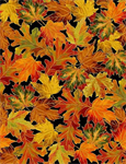 Timeless Treasures - Fall is in The Air - Allover Metallic Autumn Leaves, Black