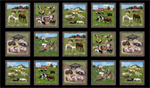 Elizabeth Studio - Farm Animals - 24^ Block Panel, Black